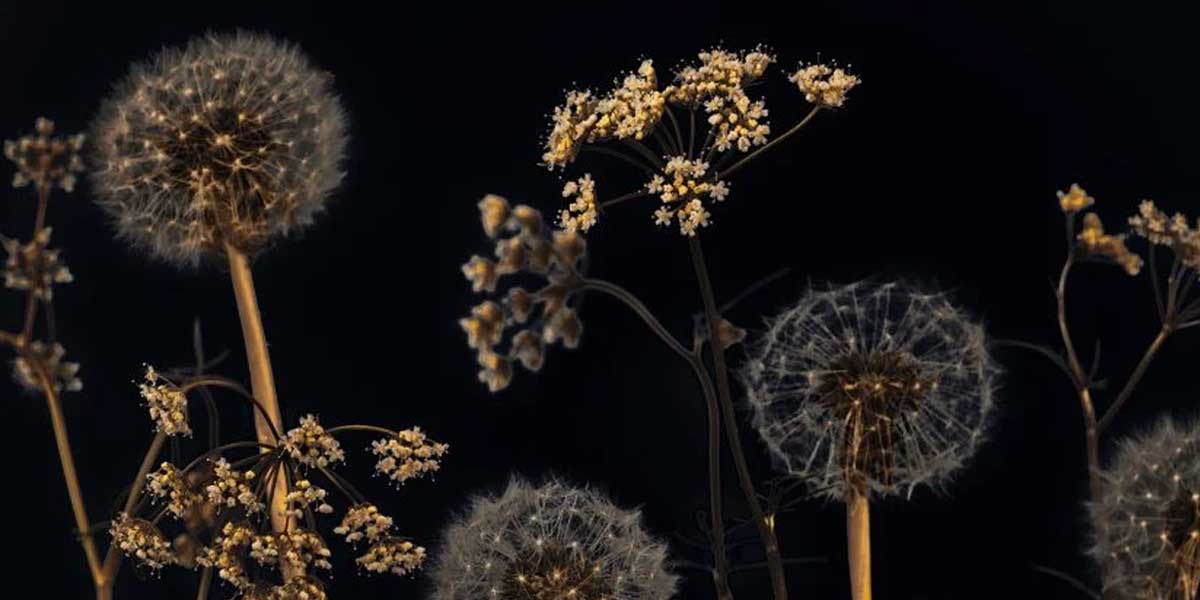 Zwart bloemen behang