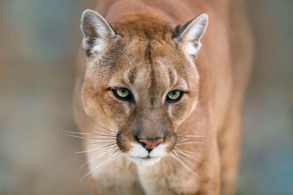 Puma close-up