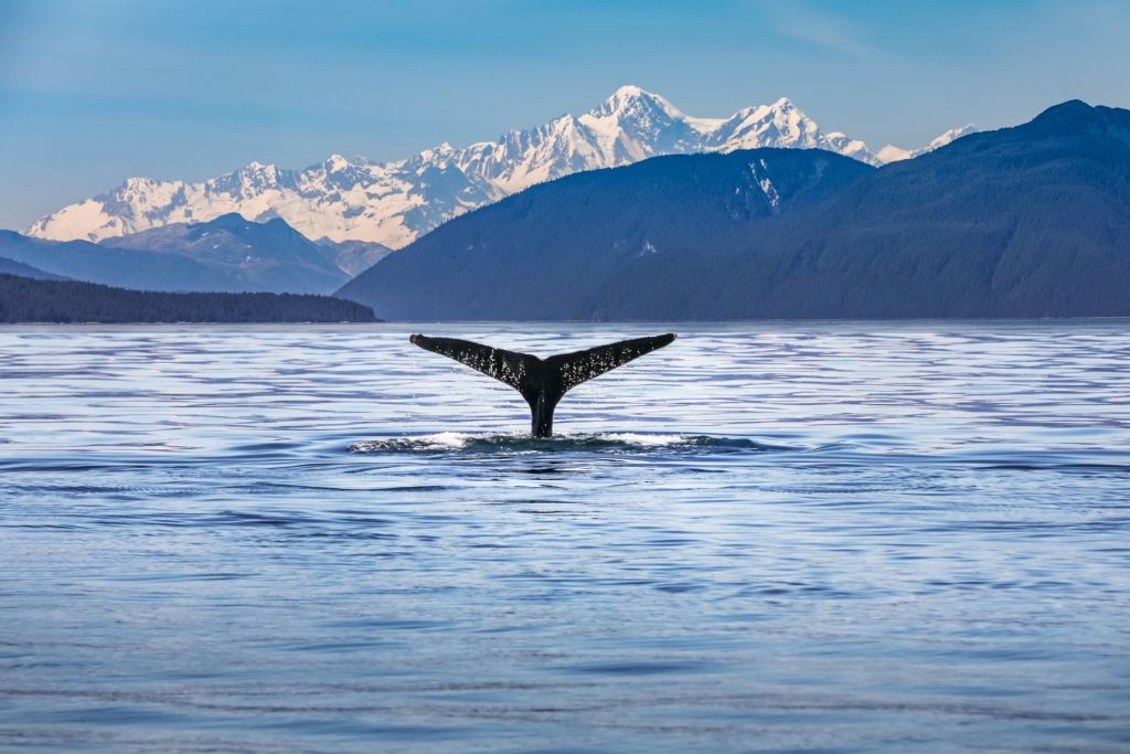 Duikende walvis met bergen op de achtergrond