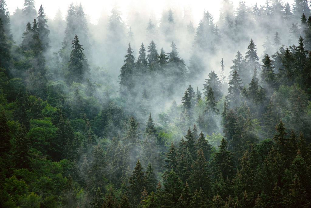 Mistig landschap met groene bomen