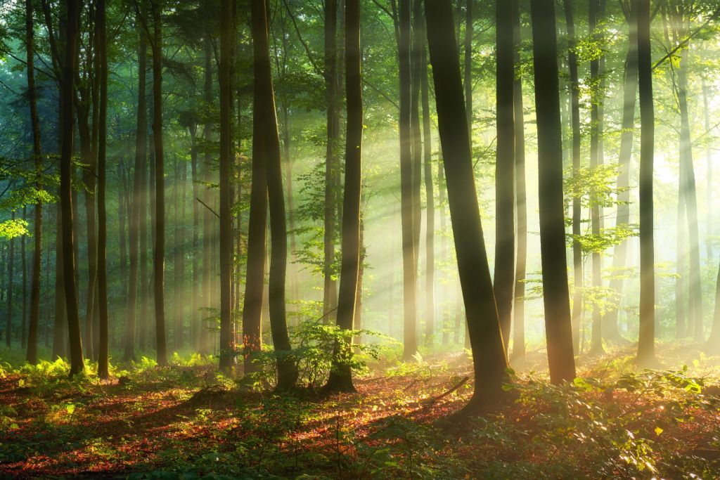 Ochtendzon tussen de bomen