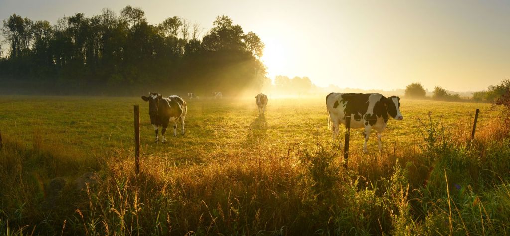 Koe tijdens zonsopkomst