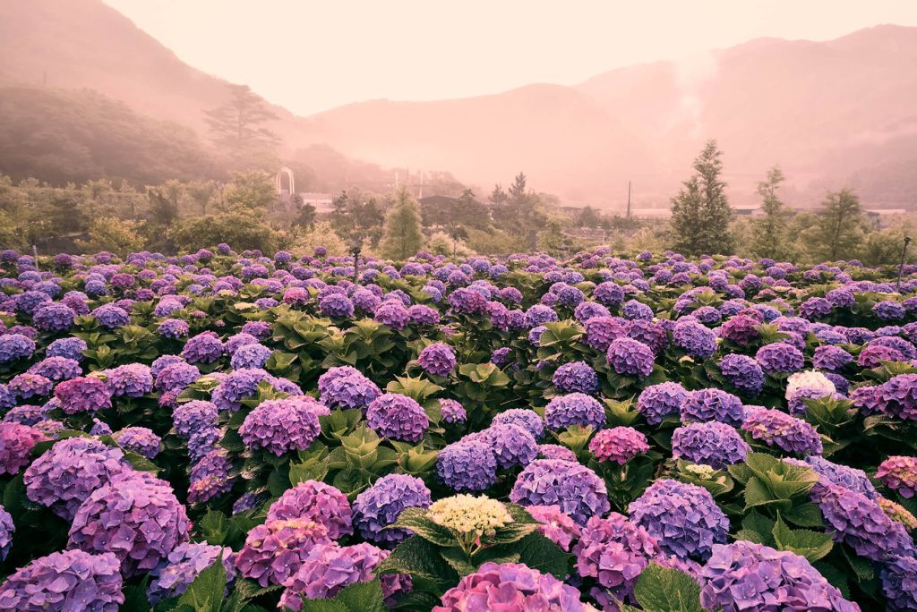 Hortensia's in Beitou