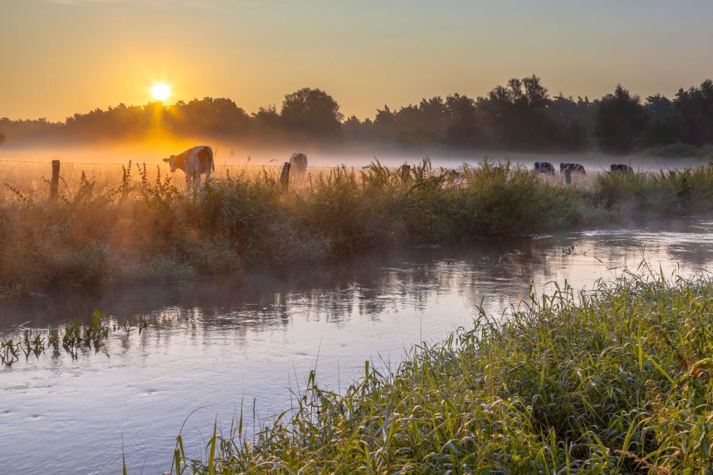 Koeien in het weiland