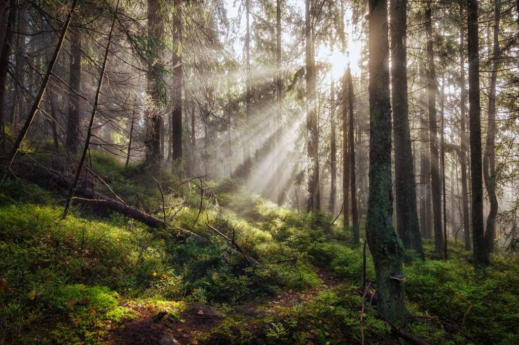 Herfst bos met zonnestralen