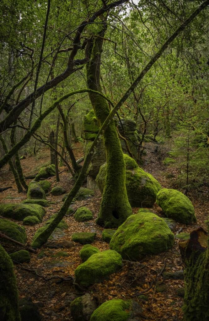 Bomen en mos stenen