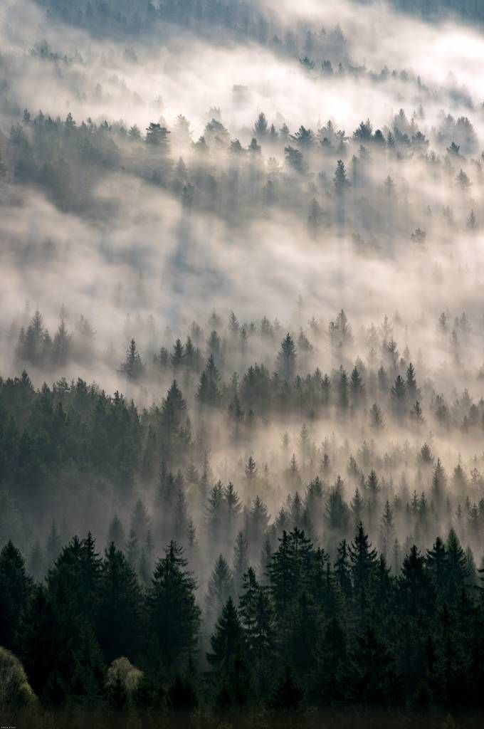 Dennenbomen en mist