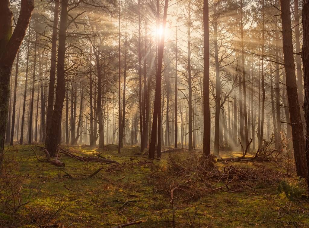 Bos met hoge bomen