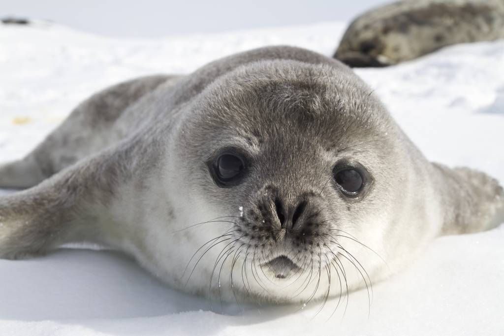 Close-up van een zeehond