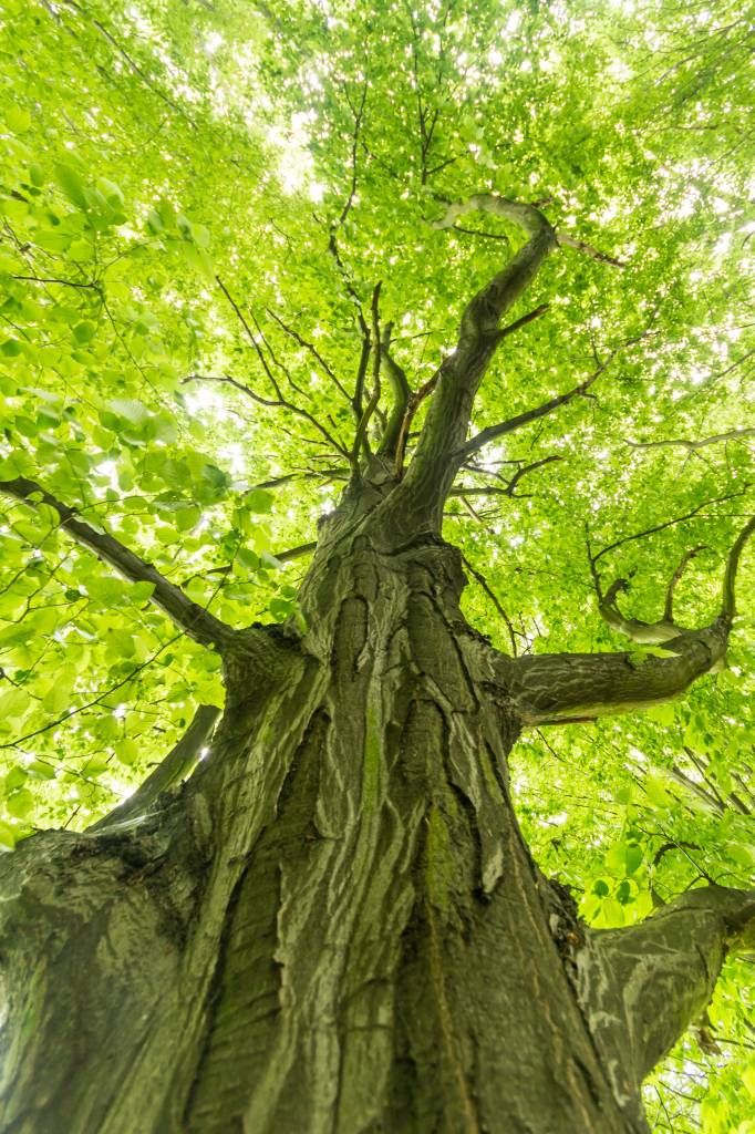 Grote boom in het bos.