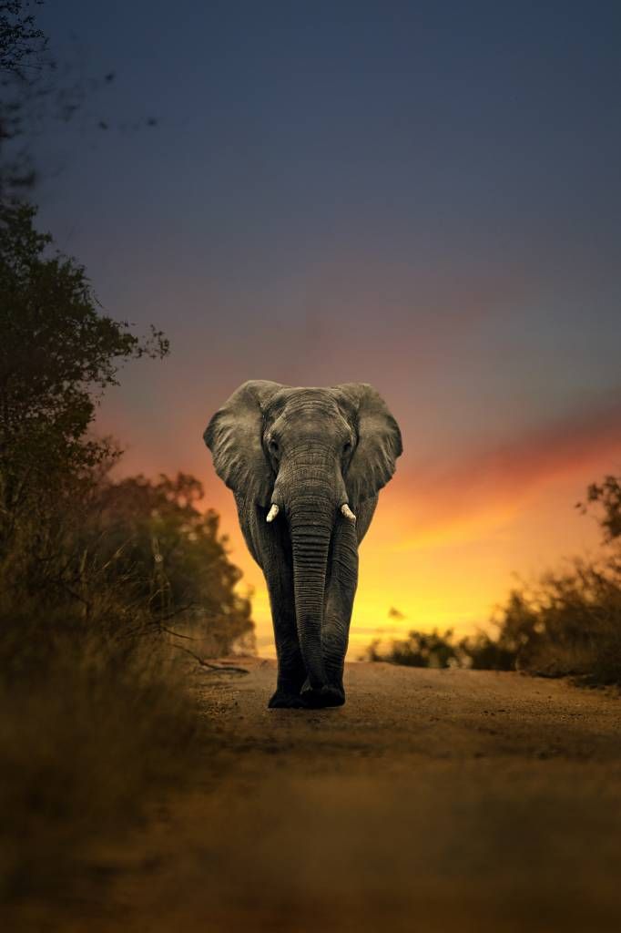 Olifant in de zonsondergang