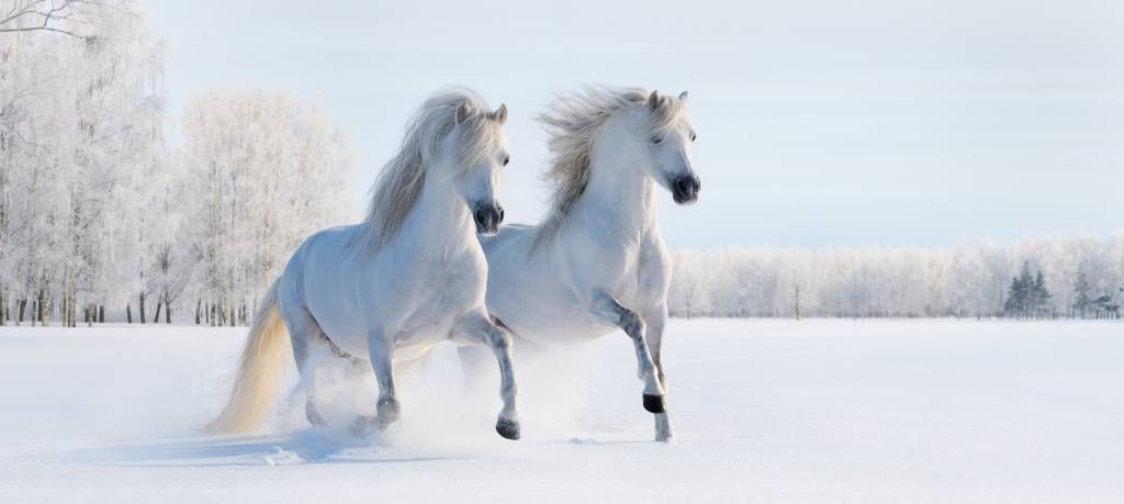 Paarden in de sneeuw