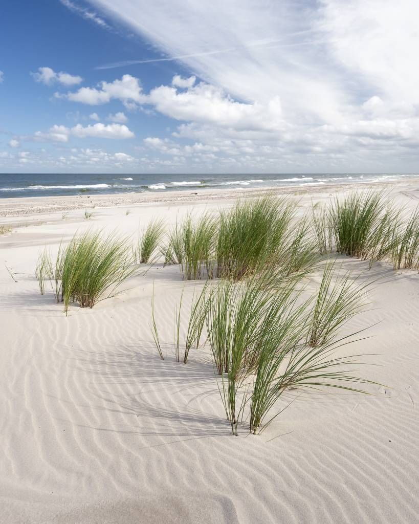 Strand met duinplanten