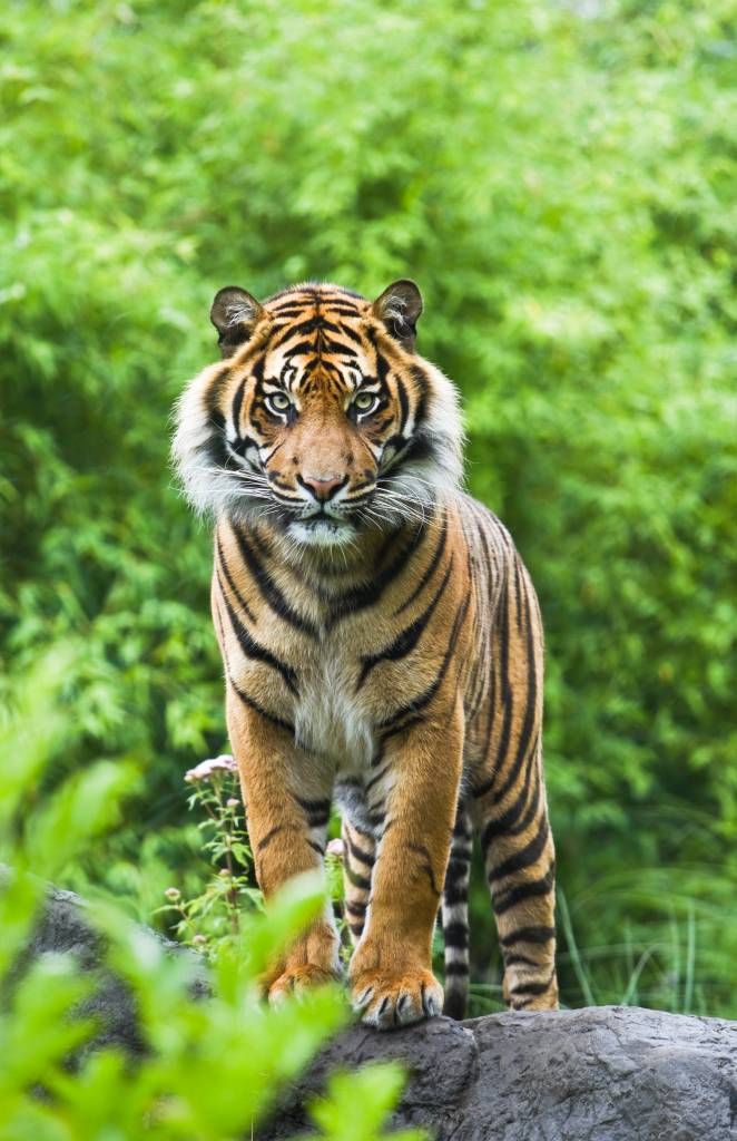 Tijger die op een steen staat