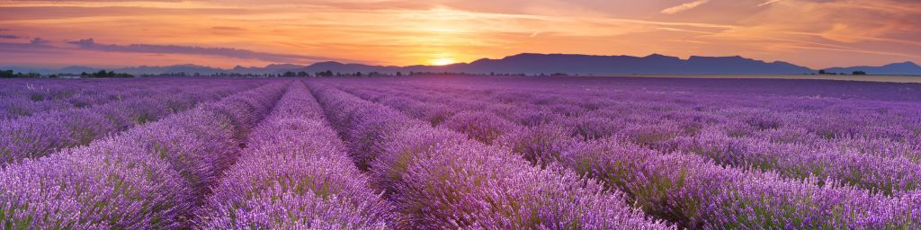 Veld vol lavendel