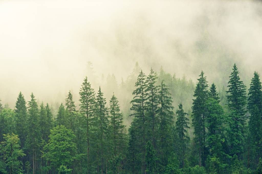 Dennenbomen in de mist