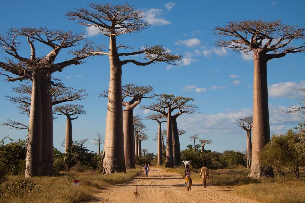 Baobab bomen