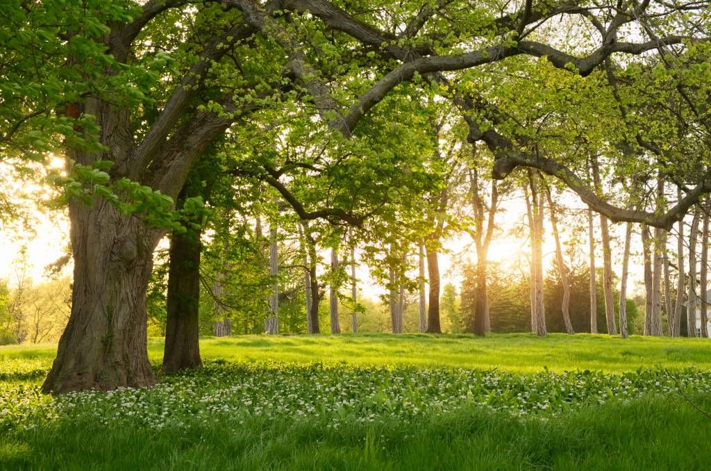 Open plek in het bos