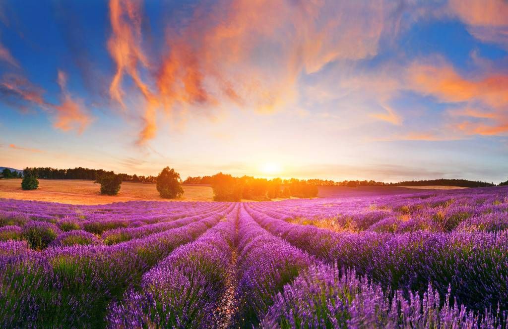 Lavendel Veld