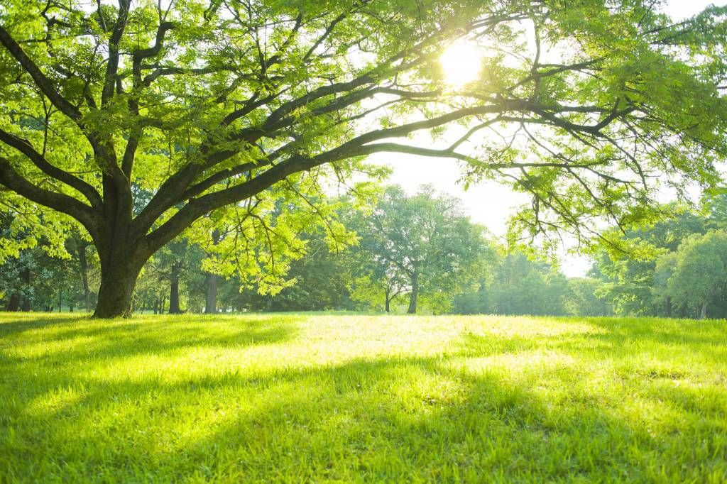 Prachtige boom met groen gras