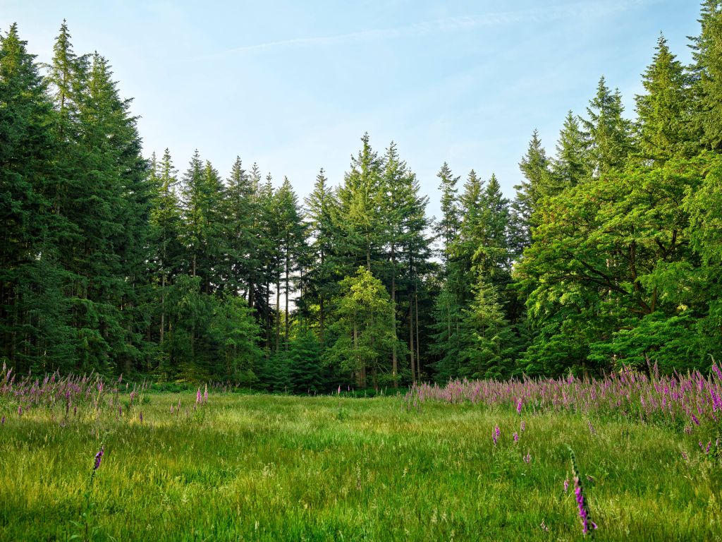 Open plek in het bos