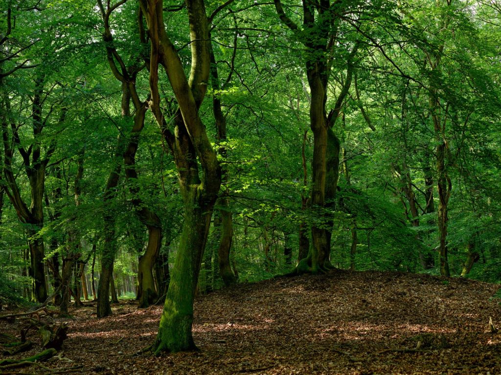 Bomen met groene bladeren