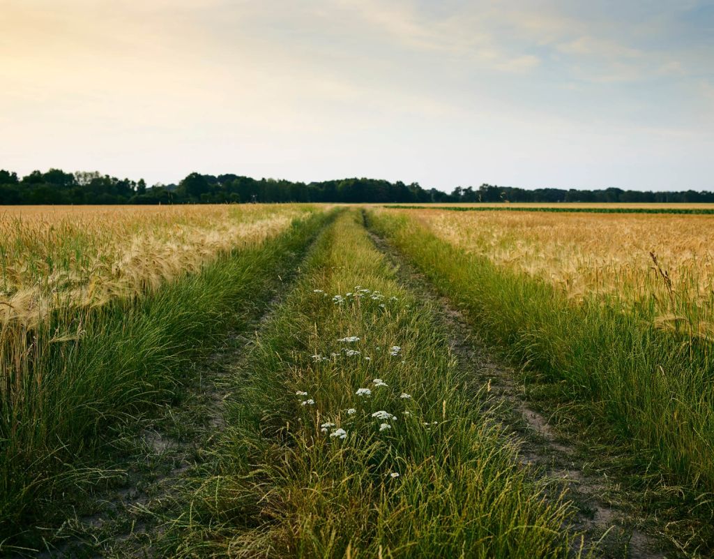 Spoor in korenveld