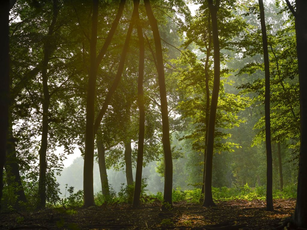 Bos in de ochtendzon