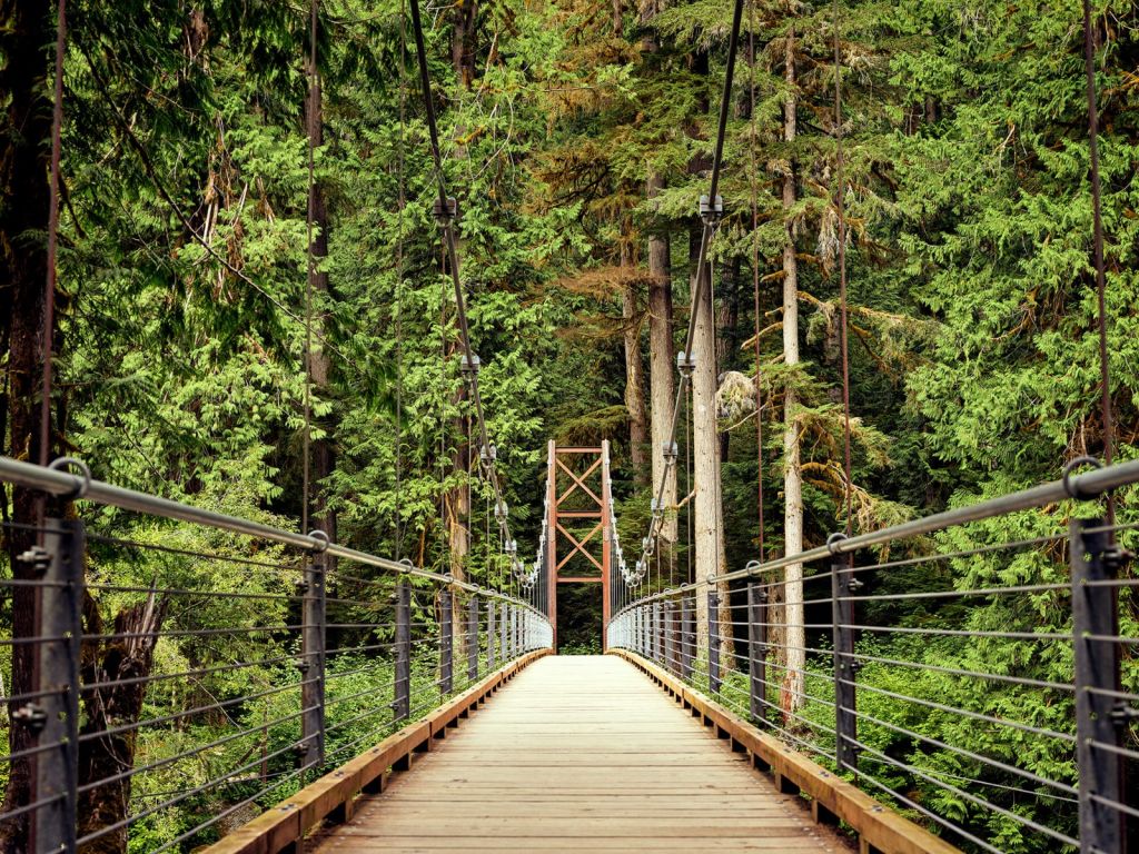 Brug door het bos