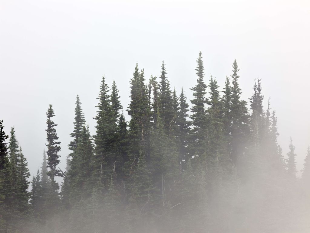 Bomen in de mist