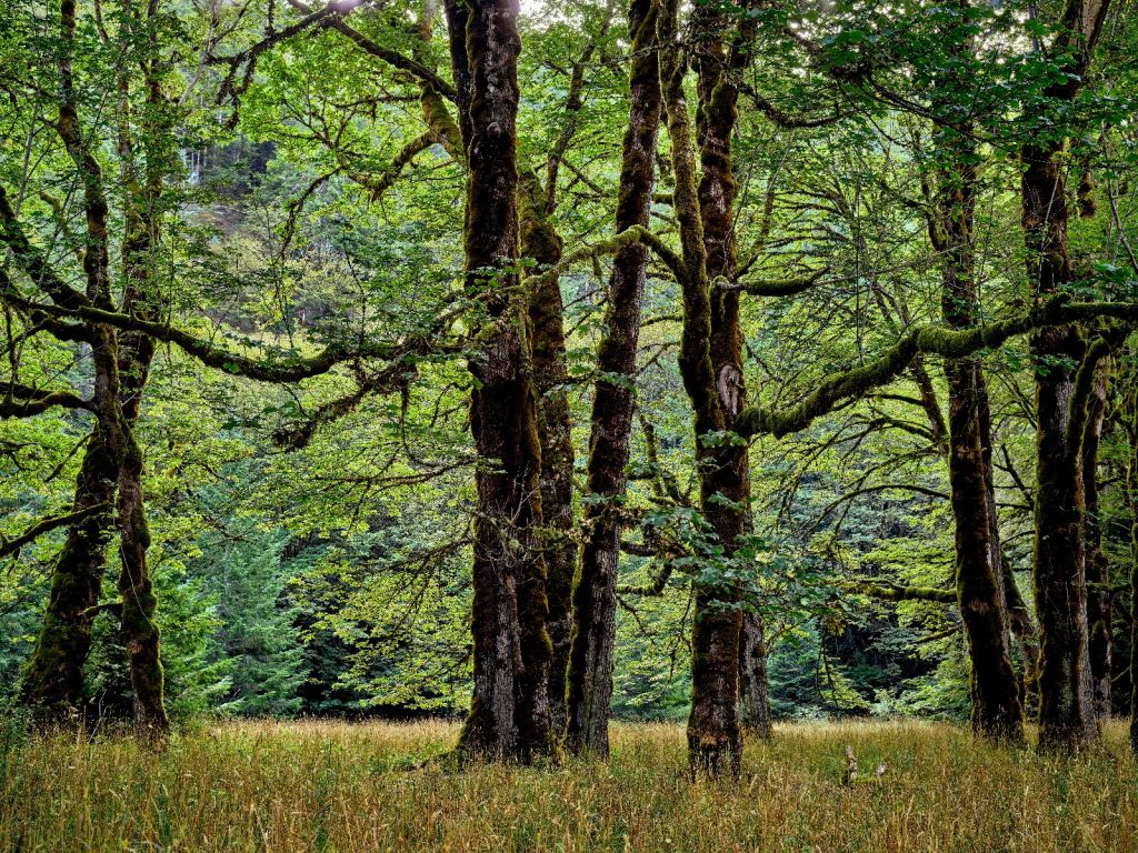 Bomen met mos