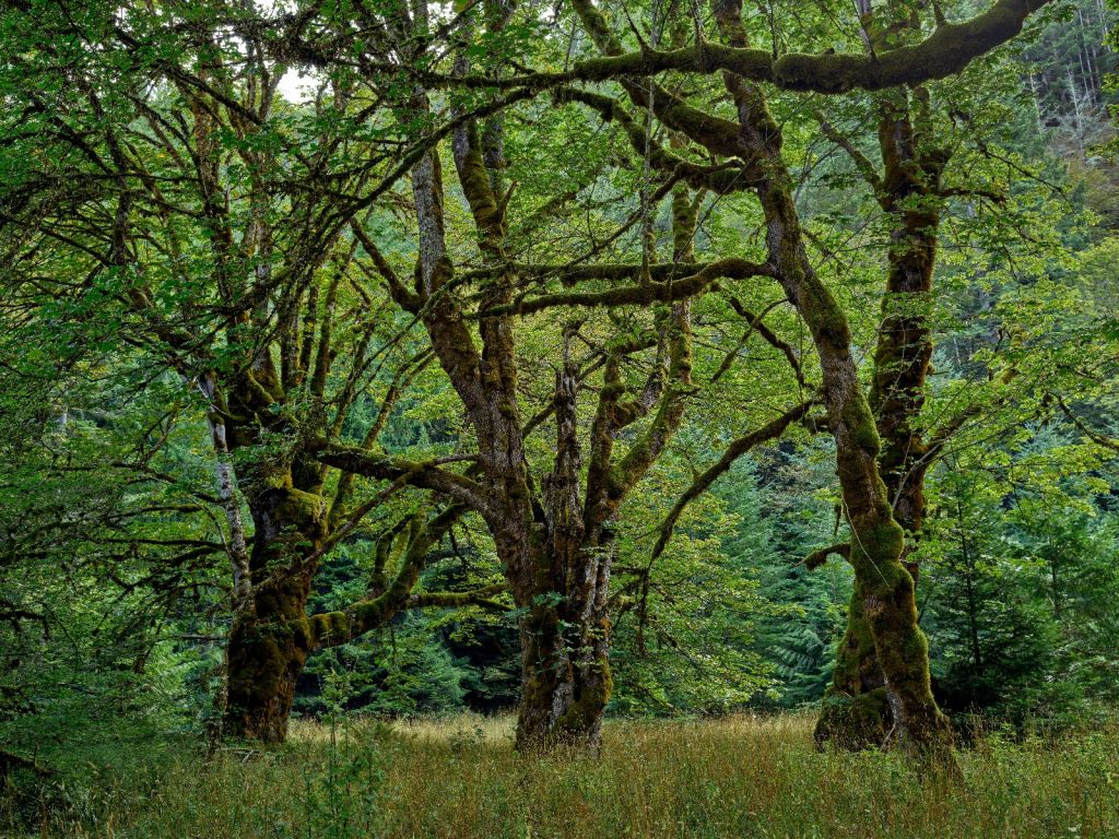 Oude bomen