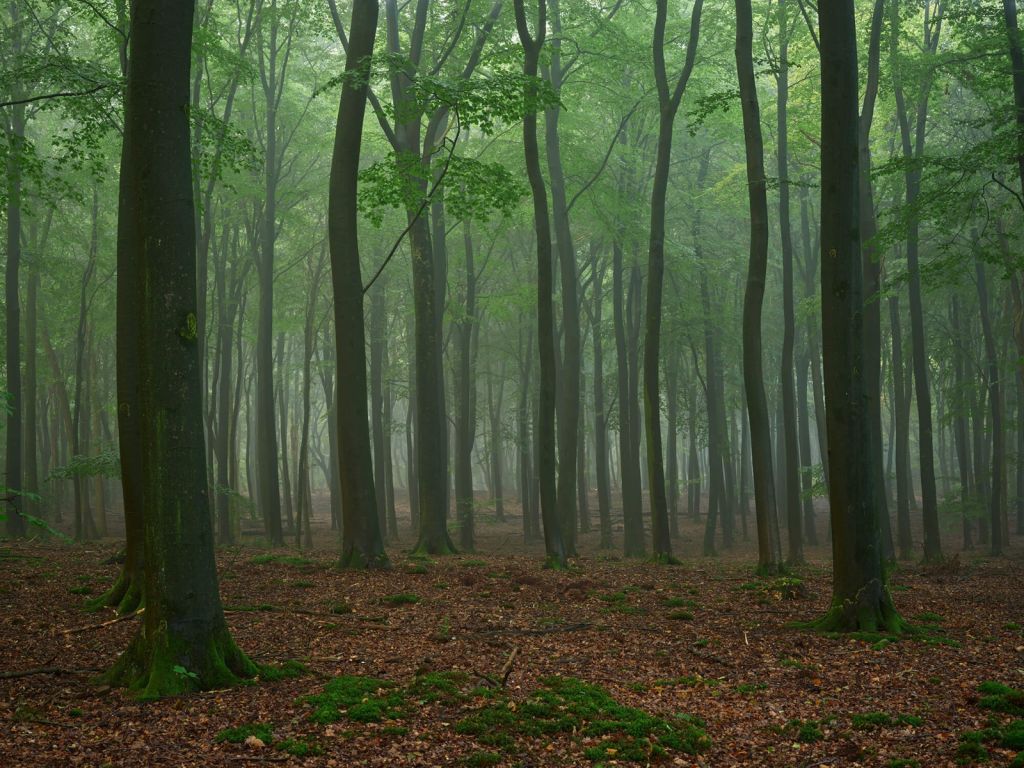 Mist in het bos