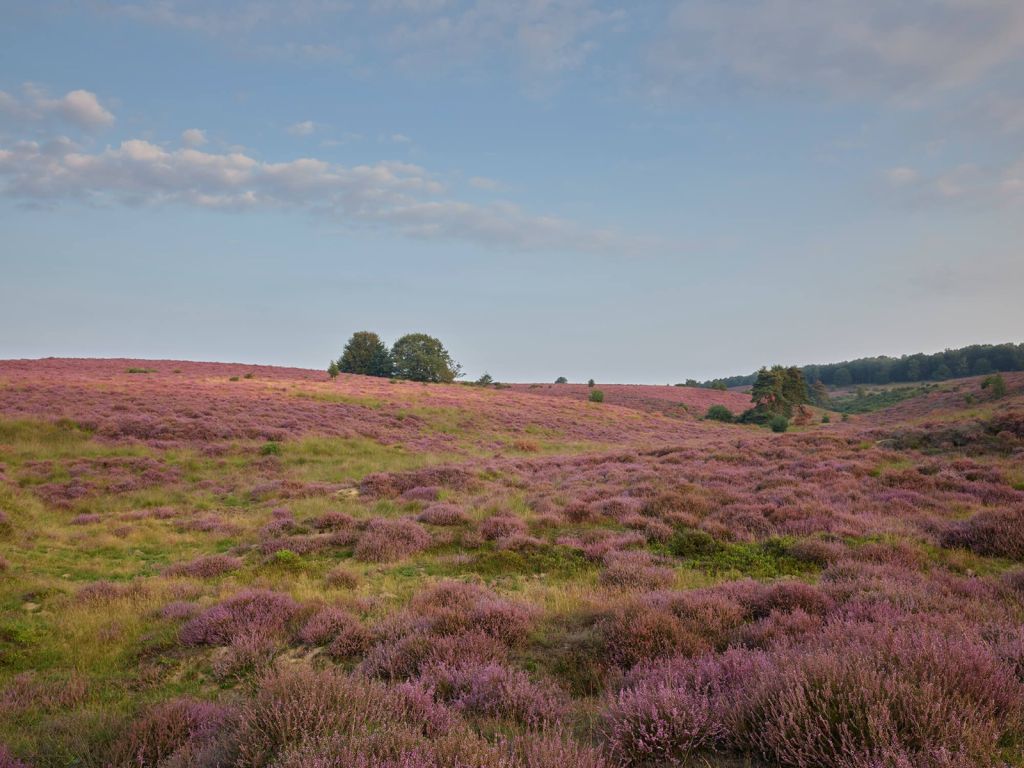 Bloeiende heide