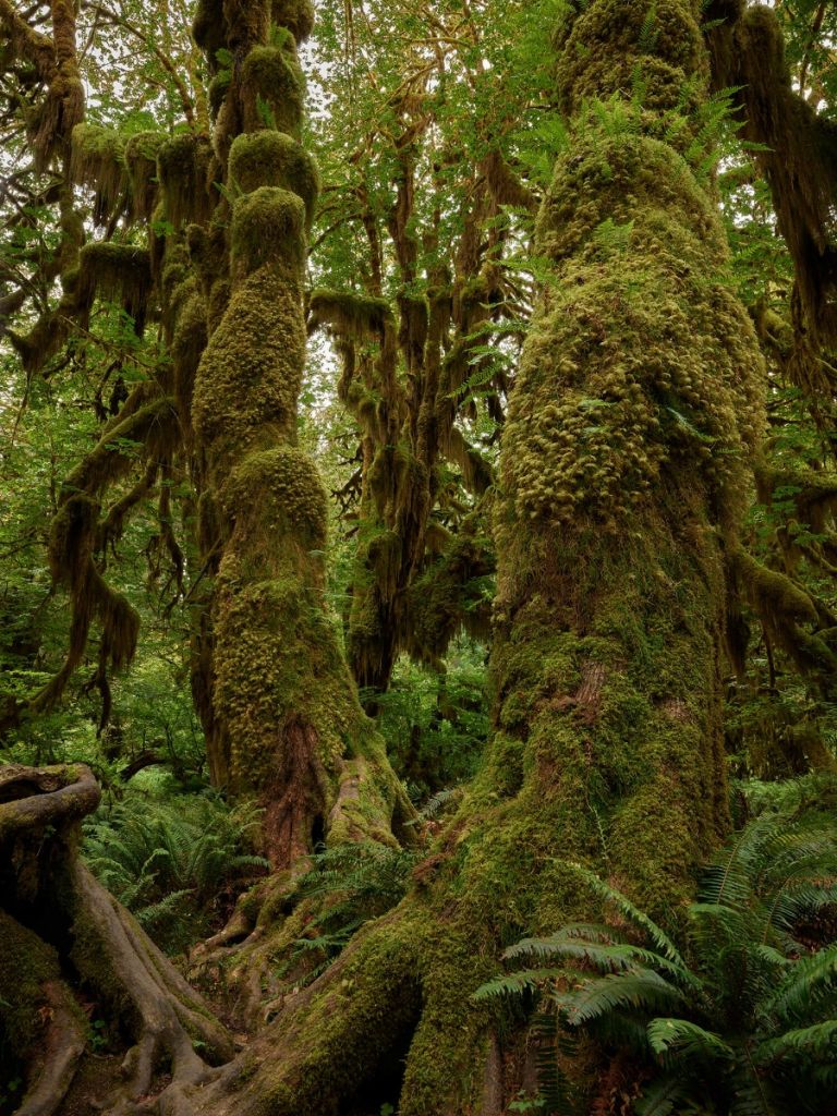 Bomen in een regenwoud