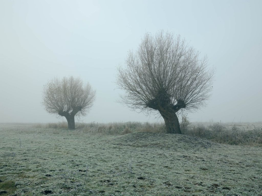 Knotwilgen in de mist