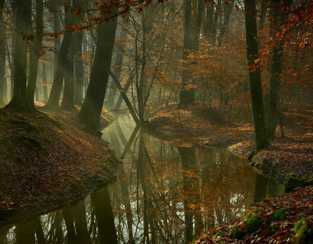 Beek door het bos