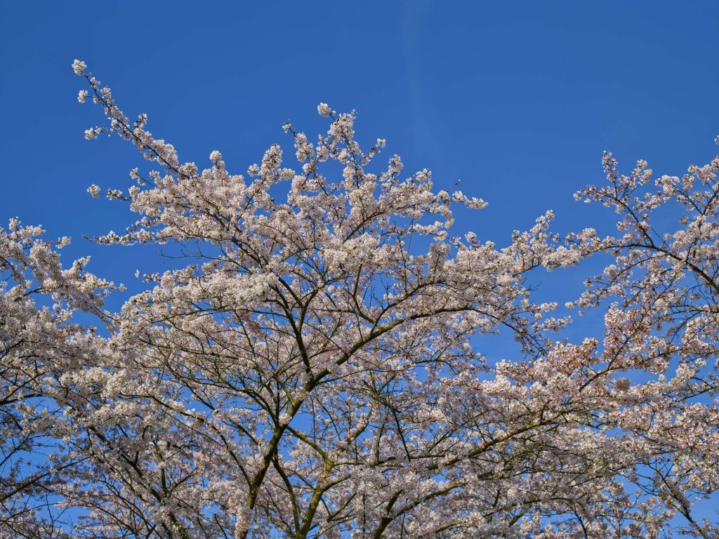 Bloesem met blauwe lucht