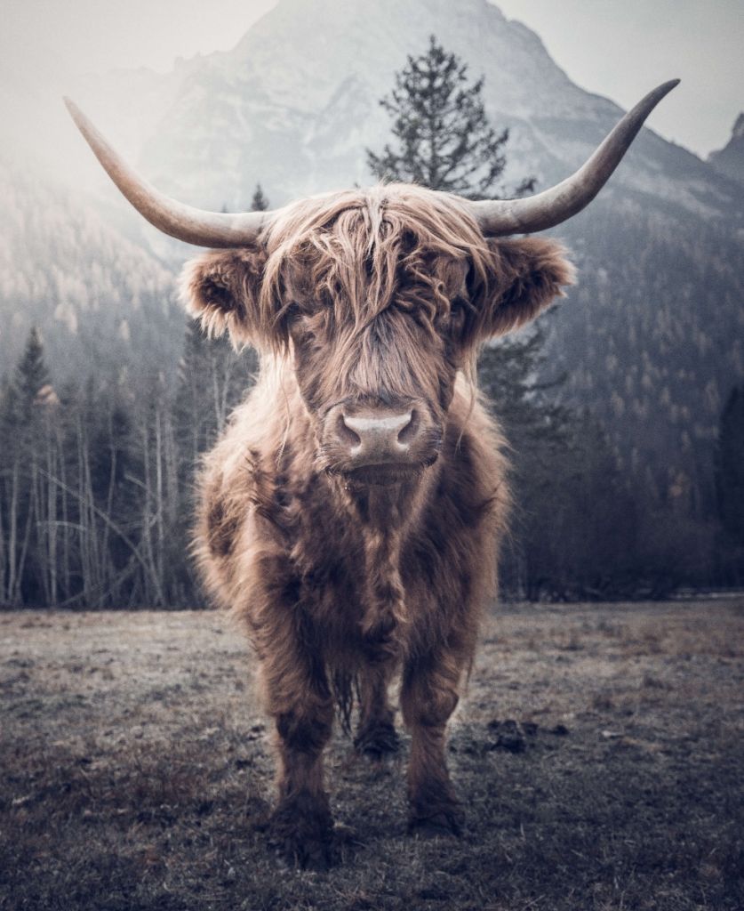 Schotse hooglander bij het bos