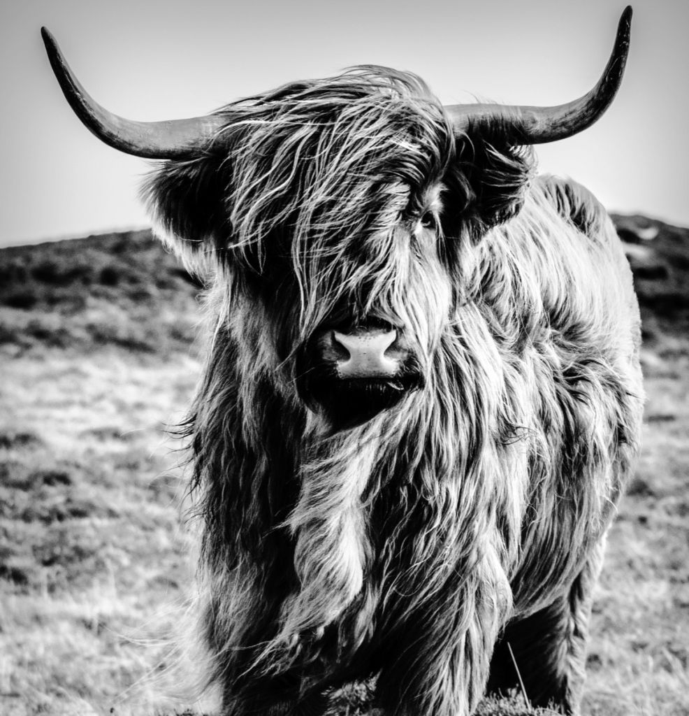 fotobehang schootse hooglander in zwart wit