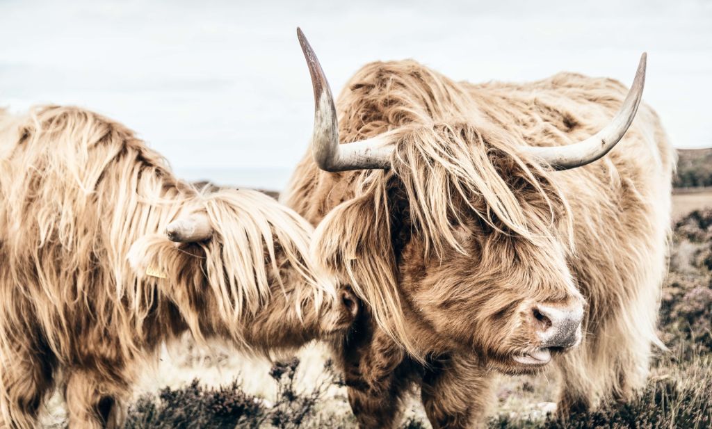 Twee Schotse hooglanders