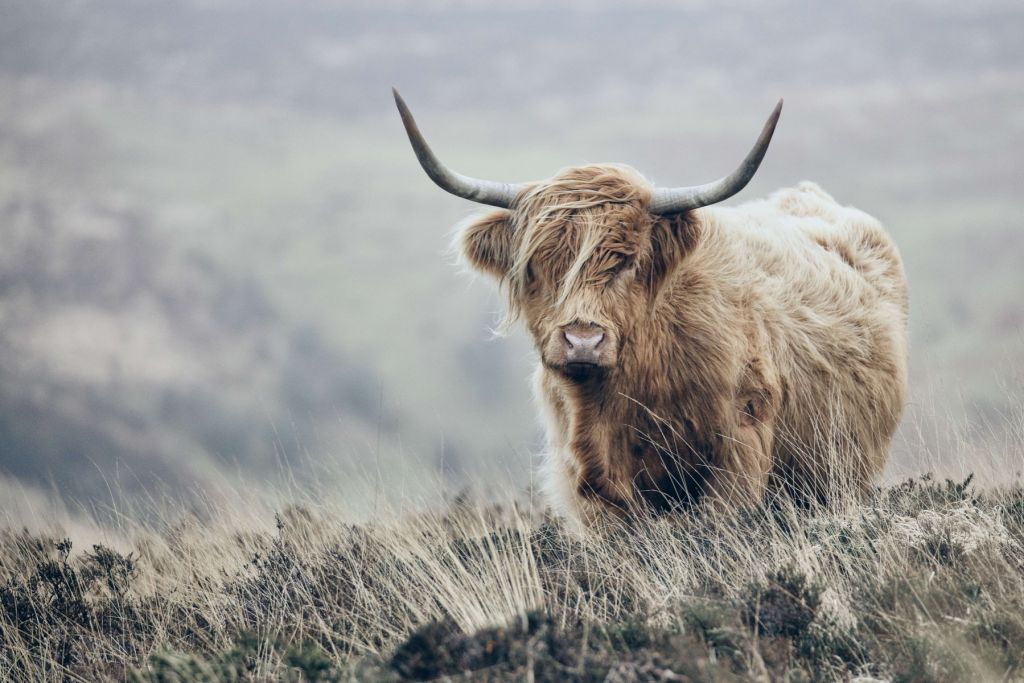 Schotse hooglander in de natuur