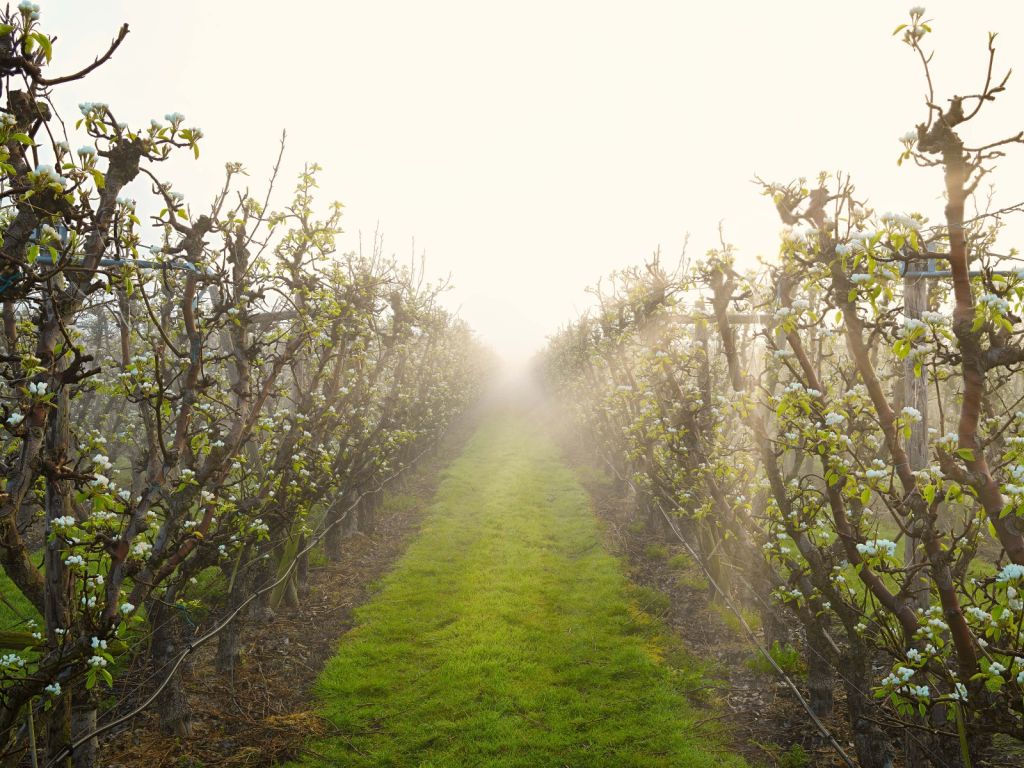 Perenbloesem in mist