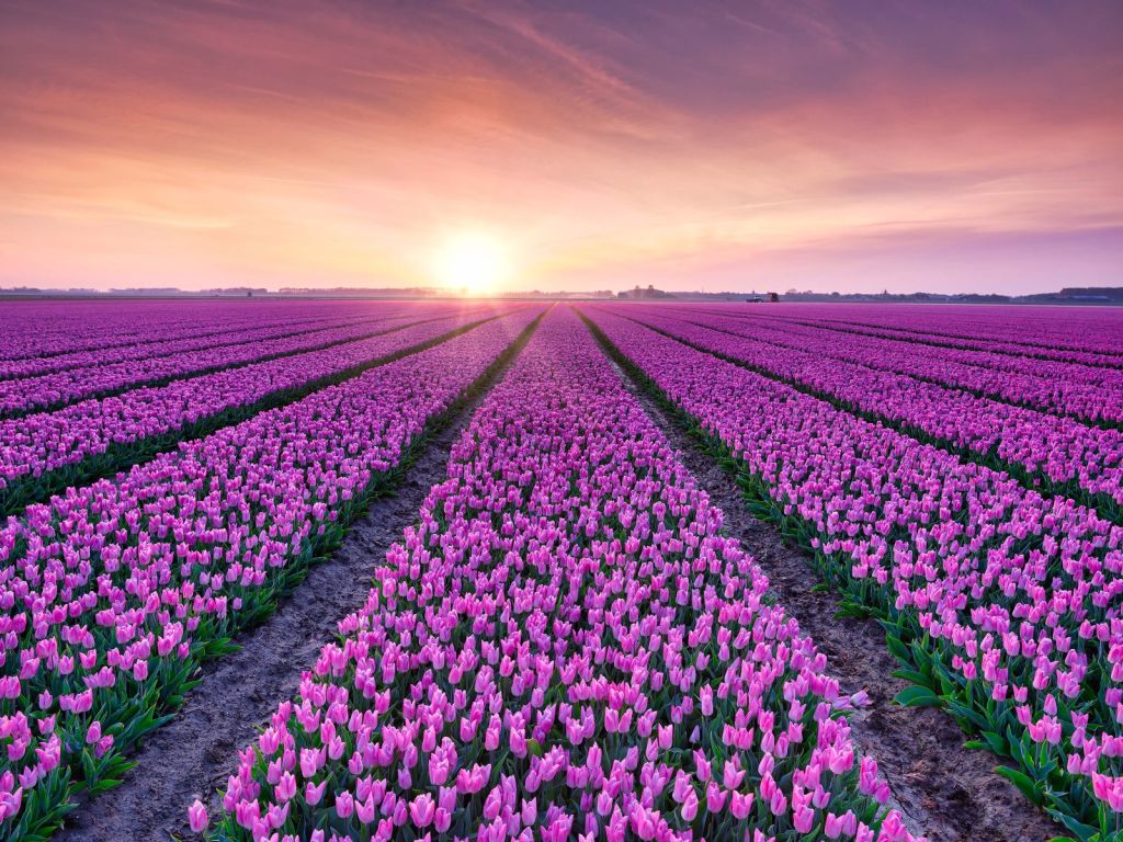 Tulpenveld bij zonsopkomst