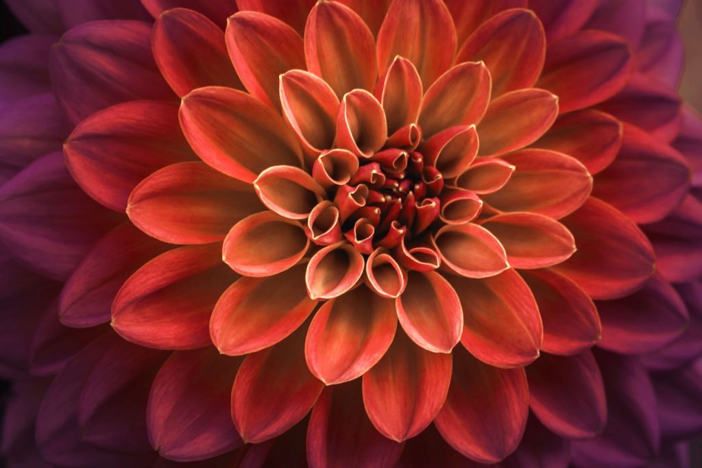 Gekleurde dahlia