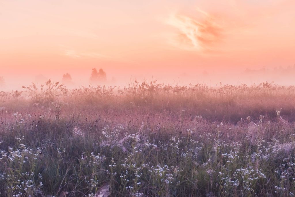 Veld met ochtendnevel