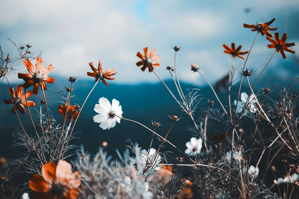 Kosmos bloemen in het veld