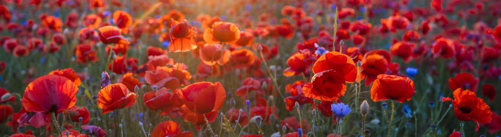 Klaprozen en korenbloemen