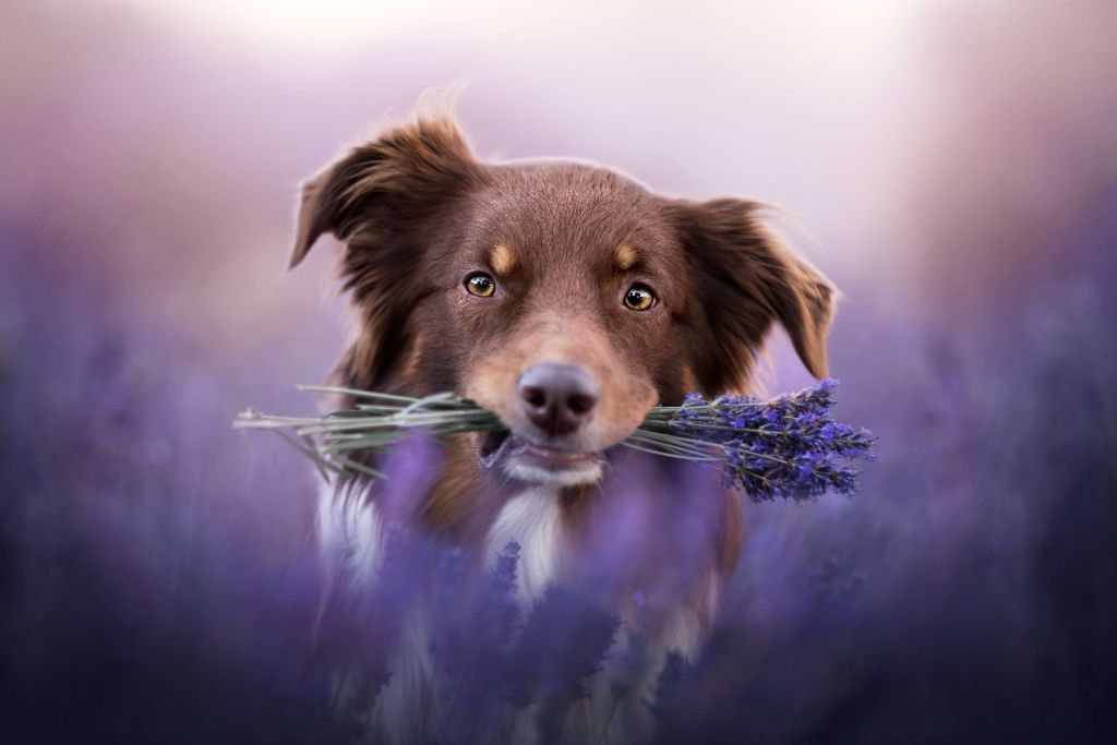 Hond met lavendel