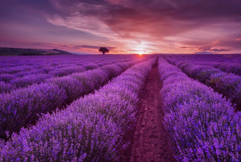 Veld met Lavendel en zon